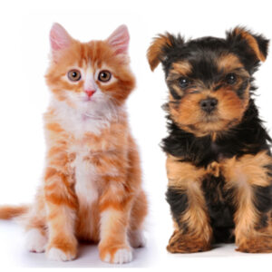 First Voice® Pet First Aid / CPR Training