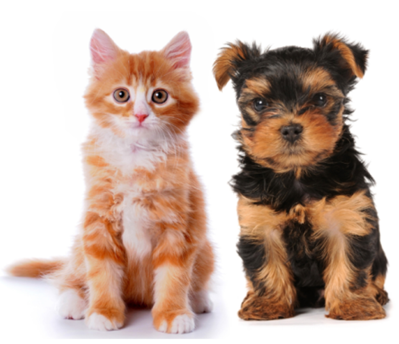First Voice® Pet First Aid / CPR Training